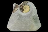 Ammonite (Asteroceras) With Petrified Wood - Dorset, England #171274-1